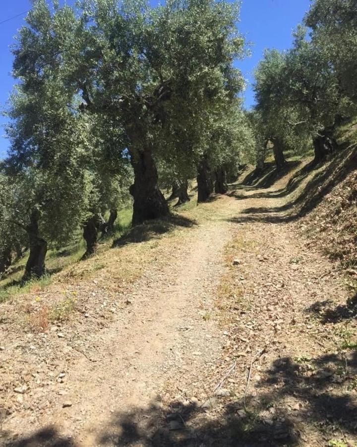 La Giara B&B San Demetrio Corone Dış mekan fotoğraf